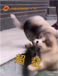 抖音视频搞笑最新爆料,搞笑视频盘点，笑到肚子疼！